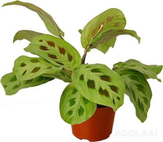 live-indoor-plant-easy-to-care-big-0