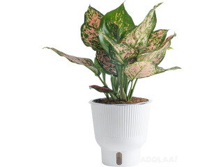 Tropicals Aglaonema Live Indoor Plant