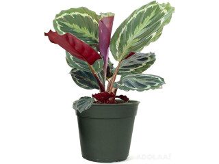 American Plant Exchange Calathea Medallion Live Indoor Prayer Plant