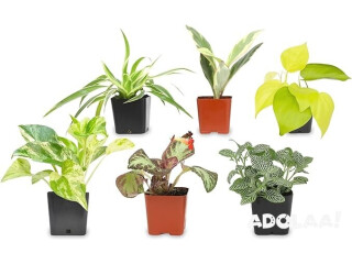 Live Plants and Gardening Gifts for Plant Lovers