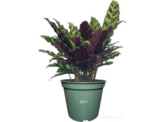 Live Indoor Houseplant Long Leaf Prayer Plant