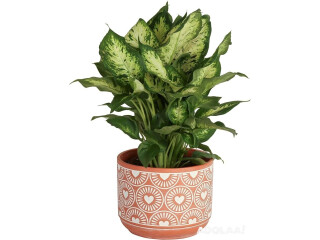 Costa Farms Dieffenbachia Live Indoor Plant