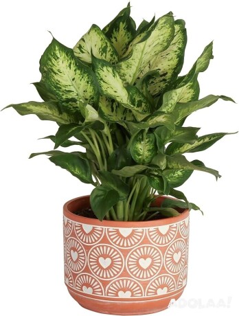 costa-farms-dieffenbachia-live-indoor-plant-big-0