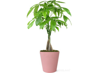 Money Tree in Matte Pink Pottery Live Indoor Plant