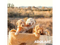 micro-mini-goldendoodle-ca-small-0