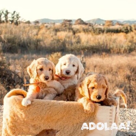 micro-mini-goldendoodle-ca-big-0