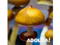 premium-mushroom-spores-for-sale-quality-spores-store-small-0