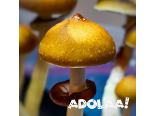 Premium Mushroom Spores for Sale | Quality Spores Store