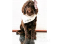 multigen-goldendoodle-small-0