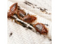 maine-bed-bugs-and-pest-control-small-0