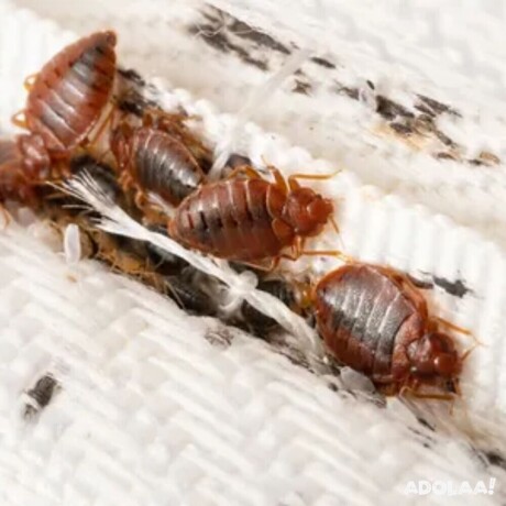 maine-bed-bugs-and-pest-control-big-0