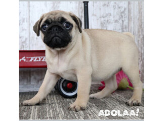 Find the Cutest Pug Puppies for Sale Near Me Visit Us Today!