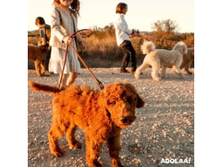 San Diego Goldendoodle