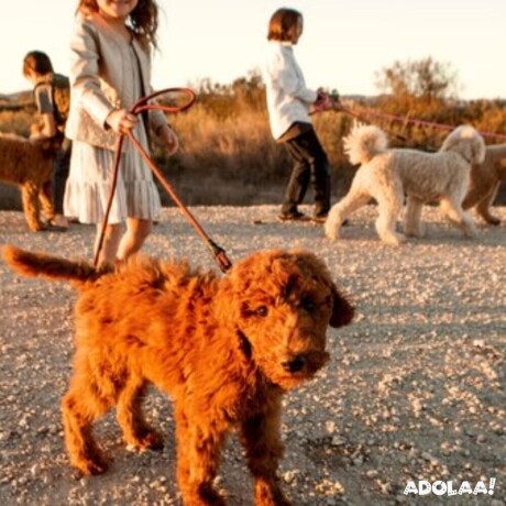 san-diego-goldendoodle-big-0