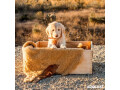 goldendoodle-bay-area-small-0