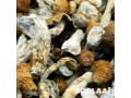 mushrooms-dispensary-dc-small-0