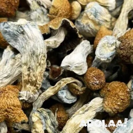 mushrooms-dispensary-dc-big-0