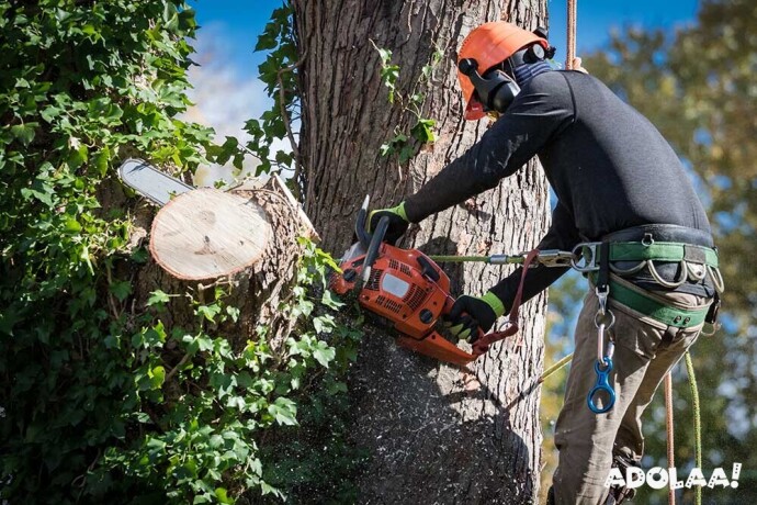 expert-residential-tree-removal-service-in-floyd-wc-timber-big-0