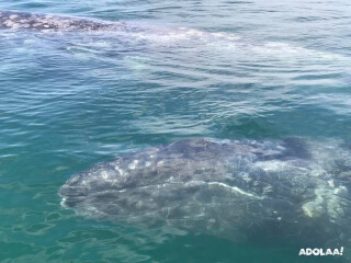 Best Whale Watching Cabo