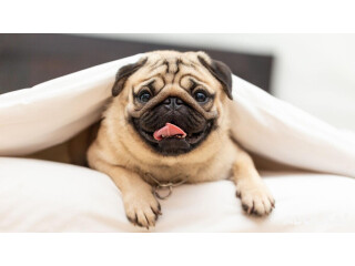 Adorable Pugs for Sale Find Your New Best Friend!