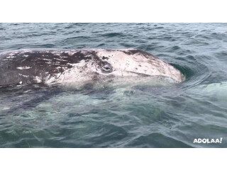 Best Whale Watching in Loreto