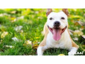 dog-care-services-in-chicago-small-0