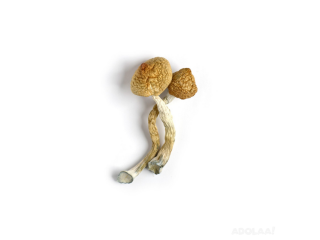 Experience Microdose Benefits with Golden Teachers Mushrooms