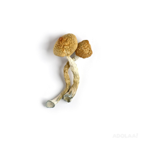 experience-microdose-benefits-with-golden-teachers-mushrooms-big-0