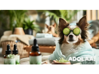 CBD Oil for Dogs in Orlando