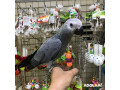 african-grey-parrotscockatoo-parrots-hyacinth-macaw-online-scarlet-macaw-etc-for-sale-small-1
