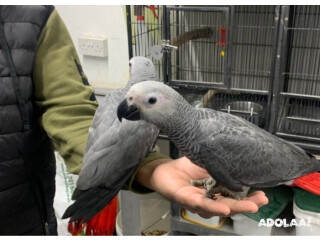 African Grey Parrots,Cockatoo Parrots, Hyacinth Macaw Online, Scarlet Macaw, etc FOR SALE!!