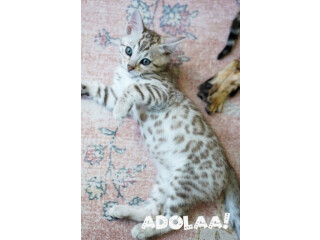 Asian Leopard Cat Kittens for Sale