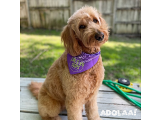 Mobile Dog Grooming Plano