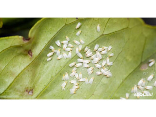 Effective Whitefly Control Treatment - Tree Doctor USA