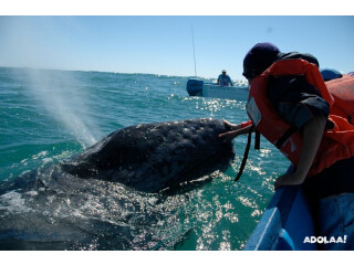 Baja Whale Watching: A Mesmerizing Marine Adventure