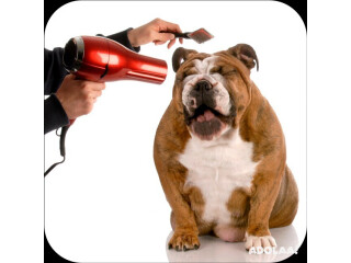 Your Trusted Professional Dog Groomers in Waxahachie