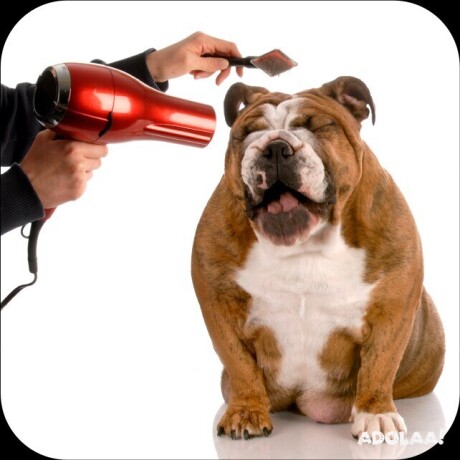 your-trusted-professional-dog-groomers-in-waxahachie-big-0
