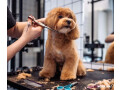 explore-royal-pawz-grooming-services-in-chicago-small-0