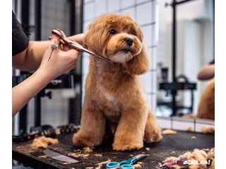Explore Royal Pawz Grooming Services in Chicago