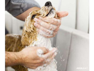 Explore Uptown Pet Salon Grooming Services in Chicago