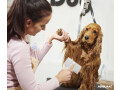 explore-all-4-dirty-paws-grooming-services-in-chicago-small-0