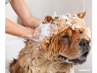 Explore Aeslin Pup Hub Noble Square Grooming Services in Chicago